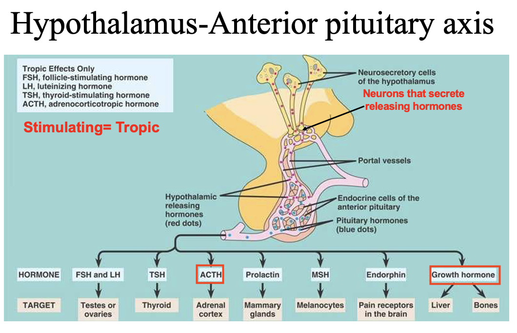 <p><strong>Tropic hormones</strong> → act on other endocrine glands → stimulate hormone release</p><p>ACTH (adrenocorticotropic hormone) → targets <strong>adrenal cortex</strong> → stimulates cortisol production</p><p>Growth hormone (somatotropic hormone) → <strong>non-tropic/systemic</strong> → acts on many tissues (liver, bone, muscle) → widespread growth and metabolic effects</p>