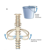 <p>lateral thoracic wall</p>