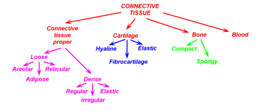 <p>Fibrous Connective Tissue: </p><ul><li><p>Loose Fibrous Connective Tissue (Areolar, Reticular, Adipose); </p></li><li><p>Dense Fibrous Connective Tissue (Dense Regular, Dense Irregular, Elastic);</p></li></ul><p>Cartilage:</p><ul><li><p>Hyaline, Elastic, Fibrocartilage</p></li></ul><p>Bone</p><ul><li><p>Spongey, Compact </p></li></ul><p>Blood</p>