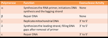 <p>DNA polymerases with greek letters are loacted where?</p>
