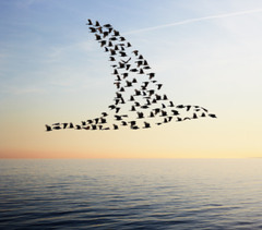 <p>Seasonal (routine) movement of individuals</p>