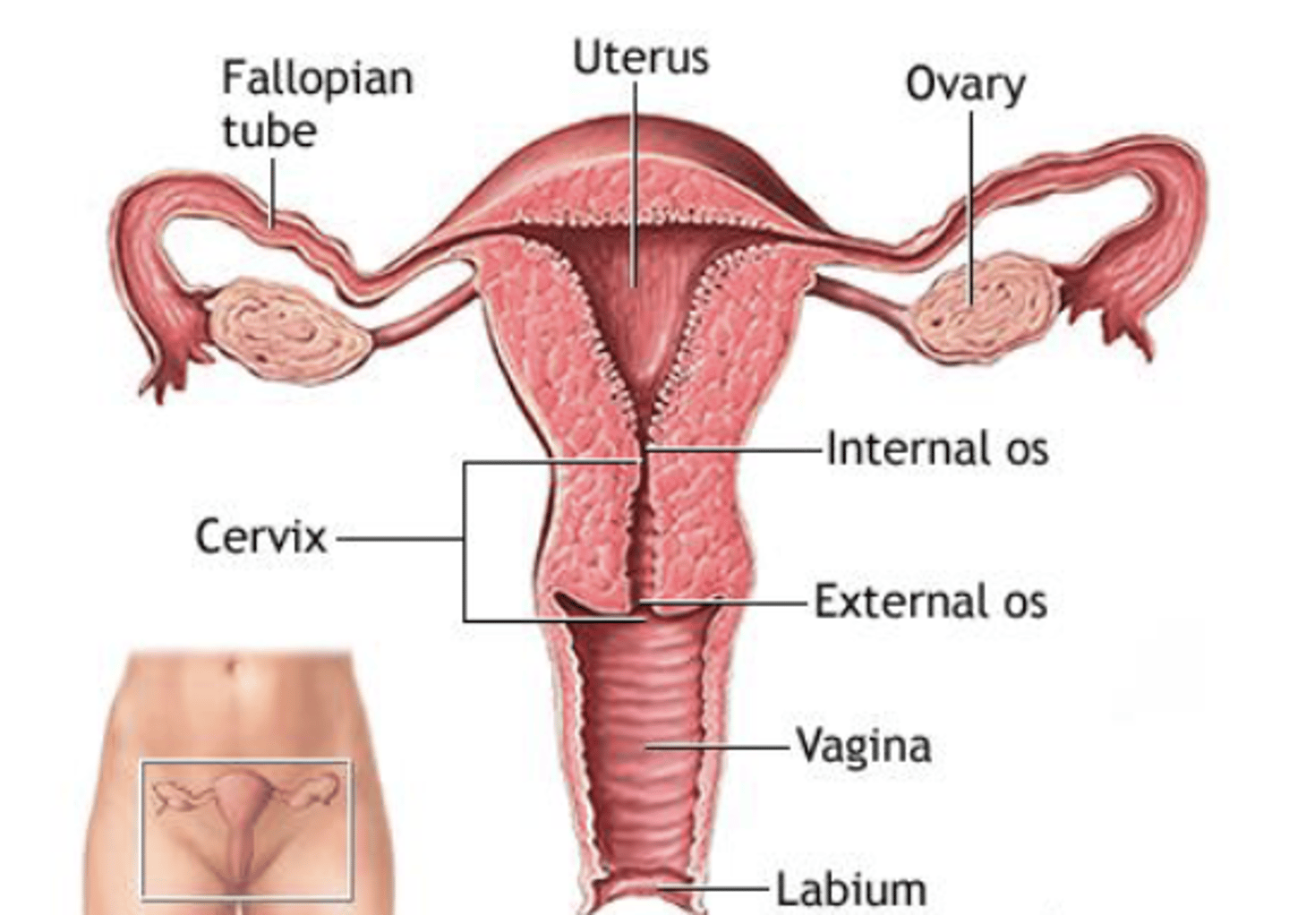 <p>one from each ovary to increase surface area for embryo attachment</p>