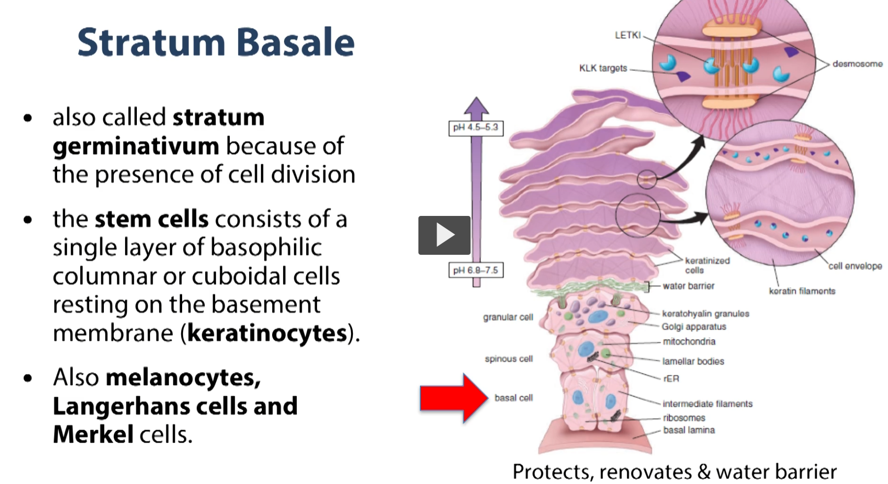 <p>So we are going to start at the bottom where you see the red arrow pointing to the basal layer. This is a part of what’s called the stratum germinativum because there is active mitosis happening at this layer. So the epithelium/epidermis is constantly renewing, and the mitotic activity that replenishes our epithelium happens in this layer. So what we have in this layer are stem cells. So it’s a single layer of basophilic columnar to cuboidal cells that rest immediately on top of the basement membrane. So, in this layer, we have out keratinocytes, our melanocytes (the cells that give out skin its pigment), and we will also see Langerhans cells and Merkel cells in this layer. </p>