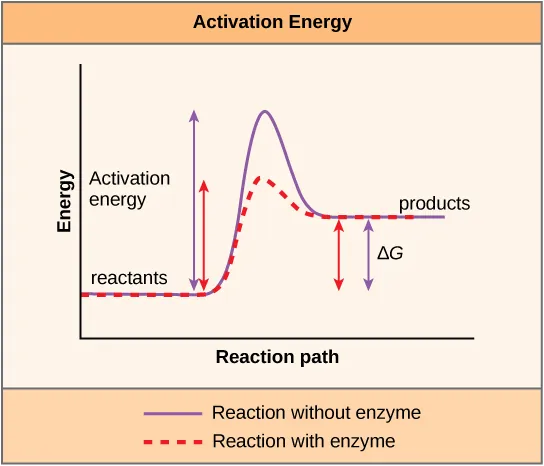 <p><span><strong>Most of the reactions critical to a living cell happen too slowly at normal temperatures to be of any use to the cell. Without enzymes to speed up these reactions, life could not persist.</strong> Enzymes do this by binding to the reactant molecules and holding them in such a way as to make the chemical bond-breaking and -forming processes take place more easily.</span></p>