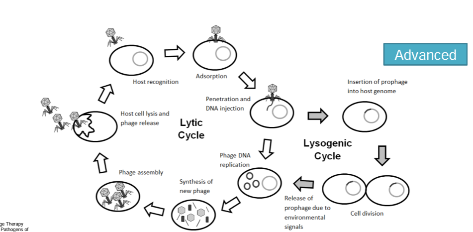 <ul><li><p><strong>bacteriophage mediated exchange</strong> (viral type structure)</p></li><li><p><strong>pins and base plates, injec</strong>t genetic material into cell.</p></li><li><p>replicate</p></li><li><p>reassemble in cell</p></li><li><p>can <strong>mistakenly uptake </strong>bacterial dna</p></li><li><p>cel<strong>l lyses </strong>and can spread bacteria dna</p></li><li><p>this can inject this into other cells</p></li></ul><p></p>