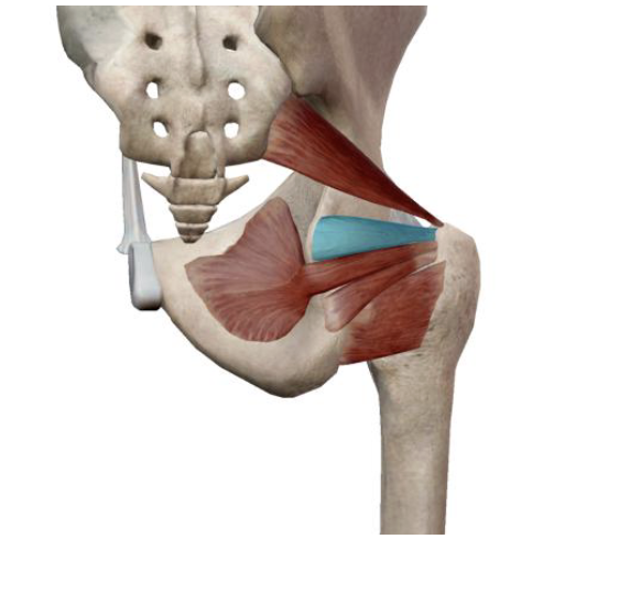 <p>What is the name, origin, and insertion of this muscle?</p>