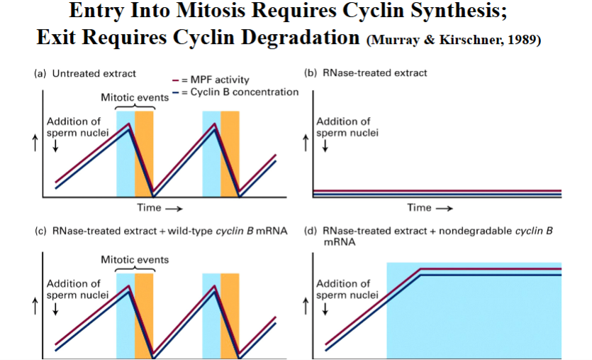 <p><span style="background-color: transparent;">Cyclin Synthesis and Degradation Control M-Phase Entry and Exit</span></p><p><span style="background-color: transparent;">Entry Into Mitosis: Cyclin Synthesis</span></p>