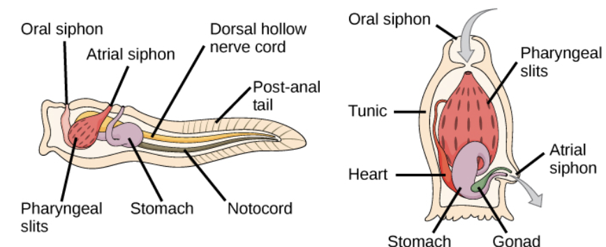 <p>*has key chordate traits</p><ol><li><p>adult filter feeding form only have pharyngeal slits</p></li></ol><p></p>