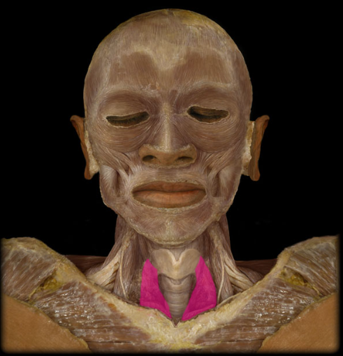 <p>sternothyroid</p>