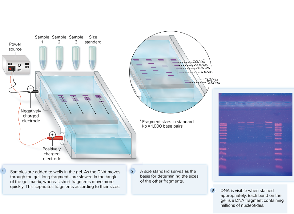 <p><mark data-color="yellow" style="background-color: yellow; color: inherit;">Technique that separates DNA, RNA, and proteins according to their size</mark></p><p></p><p><u>Set up:</u></p><ul><li><p>DNA is put into wells in gel</p></li><li><p>gel subjected to electric current (two polar charged electrodes at ends)</p></li></ul><p><u>Result:</u></p><p>DNA migrates towards the (+) electrode as it is negatively charged; <mark data-color="yellow" style="background-color: yellow; color: inherit;">smaller fragments migrate faster and closer to the buffer solution. Usually have markers to indicate size </mark></p><p>DNA are stained for viewing.</p><p></p>