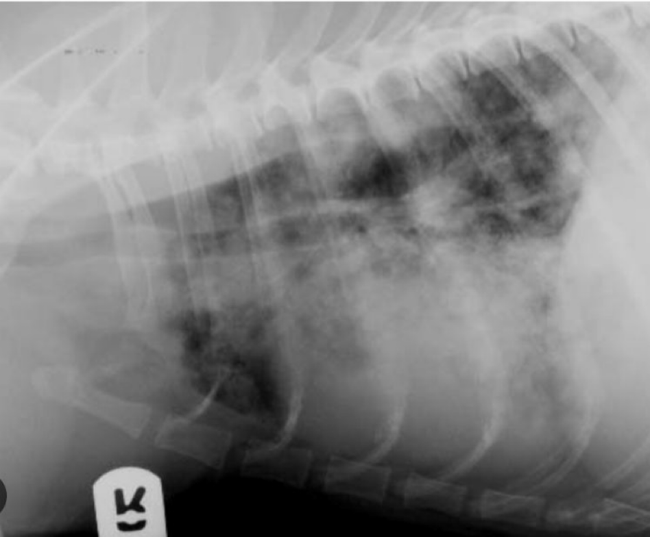 <p>1) Lethargy</p><p>2) Body cavity hemorrhaging </p><p>3) Dyspnea / cough </p><p>4) Hemoabdomen </p><p>5) Epistaxis - nose bleed</p><p>6) Melaena / hematemesis - blood in stool / vomit </p><p>7) Joint pain </p><p>8) Anemia </p><p></p><p>** image shows blood seeping into the lungs </p>