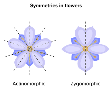 <p>Zygomorphic flower</p>