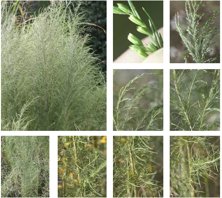 <p>very narrow leaves</p><p>panicle - like array of flowers</p><p>weedy native</p><p>fennel smell</p>