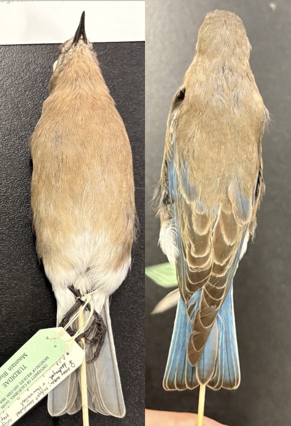 <p>• Sky blue to blue-brown upperparts and underparts</p><p>• No chestnut coloration on breast or scapulars</p><p>• Thin, dark bill</p><p>• Relatively long wings and tail</p><p>• Female is blue-brown with sky blue remiges and rectrices</p>