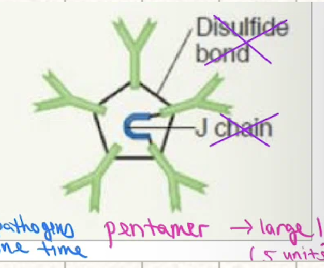 <ul><li><p>structure: <mark data-color="yellow" style="background-color: yellow; color: inherit;">pentamer</mark></p></li><li><p>location: blood vessels</p></li><li><p>fxn: clumping (<mark data-color="yellow" style="background-color: yellow; color: inherit;">agglutination</mark> of pathogens → engulf several @ one time)</p></li><li><p>abundance: 6% of serum antibodies</p></li><li><p>misc: largest Ab, primary response to infection, short lived (<mark data-color="yellow" style="background-color: yellow; color: inherit;">if </mark><span><mark data-color="yellow" style="background-color: yellow; color: inherit;">↑ IgM ↓ IgG = new infection</mark>)</span></p></li></ul><p></p>