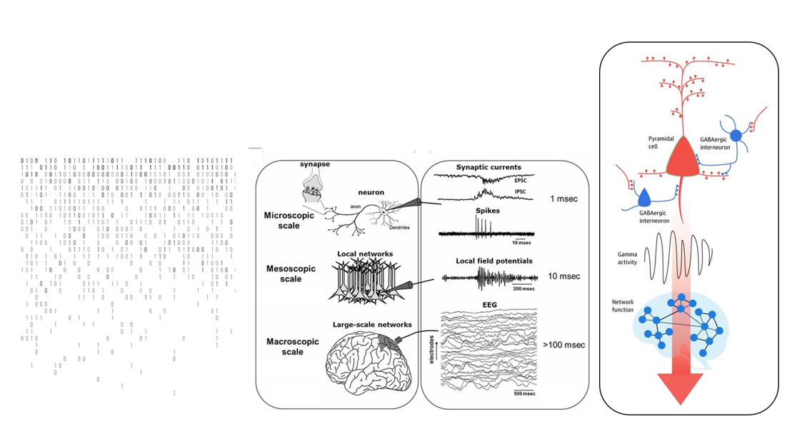 <p>Snelle signaaltransmissie via ionotrope receptoren in excitatorische (glutamaat) & inhibitorische (GABA) synaps ligt aan basis van oscillerende netwerkactiviteit in hersenen</p><ul><li><p>glutamaterge & GABA-erge neuronen vormen netwerken met elkaar die elkaar kunnen exciteren of inhiberen</p></li><li><p>EEG: zicht op oscillaties met bepaalde frequenties</p></li><li><p>oscillaties door vorming van feedbackloops tussen exciterende & inhiberende neuronen</p></li></ul><p></p>