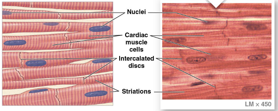 <ul><li><p>cells are short, branched, and striated, usually with a single nucleus, interconnected by intercalated discs</p></li><li><p>myogenic</p></li><li><p>branched: “mesh”</p></li><li><p>scar tissue</p></li><li><p>location: heart</p></li><li><p>circulates blood, maintains blood pressure</p></li></ul><p></p>