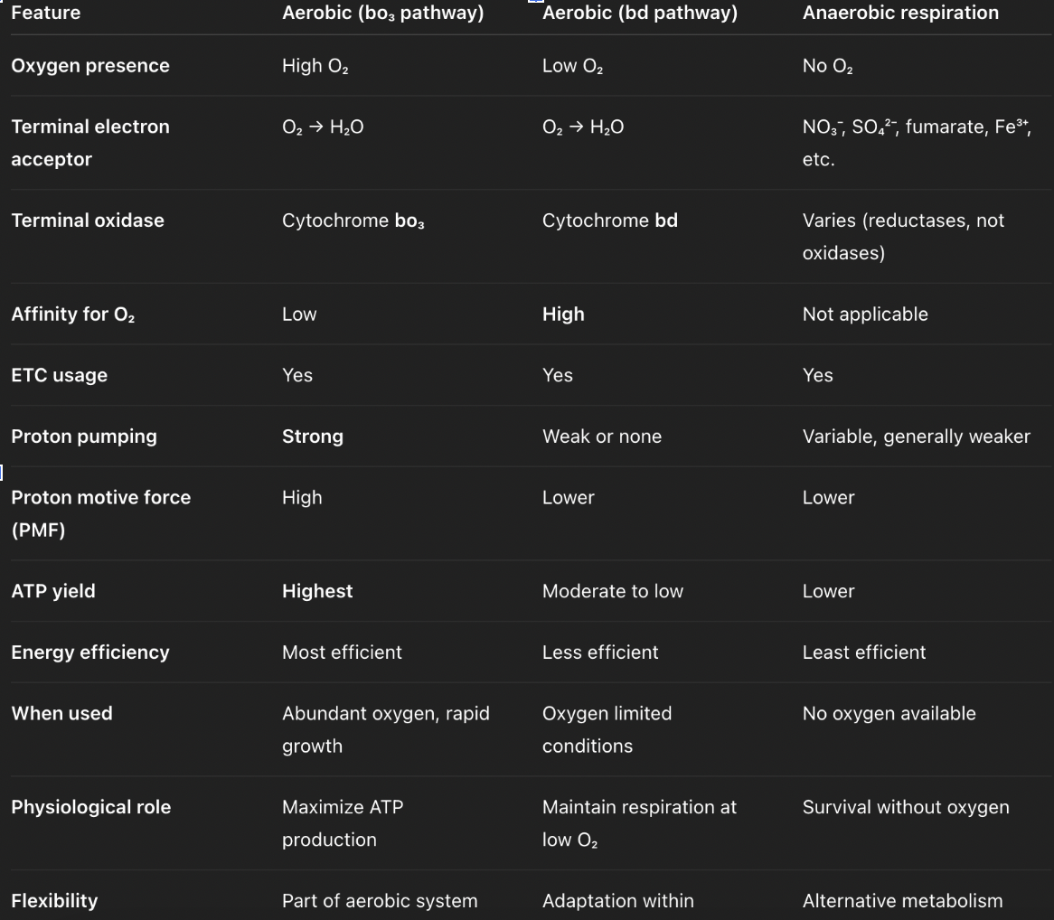 <p>**terminal electron acceptor differs but both use ETC</p><p><strong>aerobic respiration:</strong> final electron acceptor = O<sub>2</sub>, high energy yield</p><p><strong>anaerobic respiration:</strong> final electron acceptors = NO₃⁻, SO₄²⁻, Fe³⁺, CO₂, etc; lower energy yield</p>