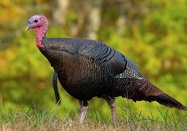 <p>Species, family, order?</p>