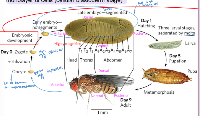 <p>oocyte → zygote → early embryo- no segments → late embryo (segmented) → larval station → pupa → adult</p>