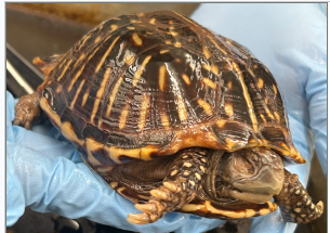 <p>What species is this</p>