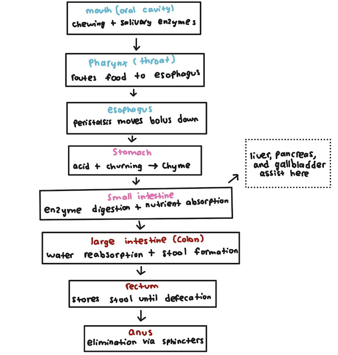 knowt flashcard image