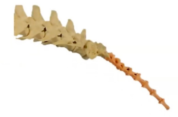<p>Q: The caudal vertebrae are also commonly referred to as the …… </p><p>A. sacral vertebrae </p><p>B. lumbar vertebrae </p><p>C. coccygeal vertebrae </p><p>D. thoracic vertebrae</p>