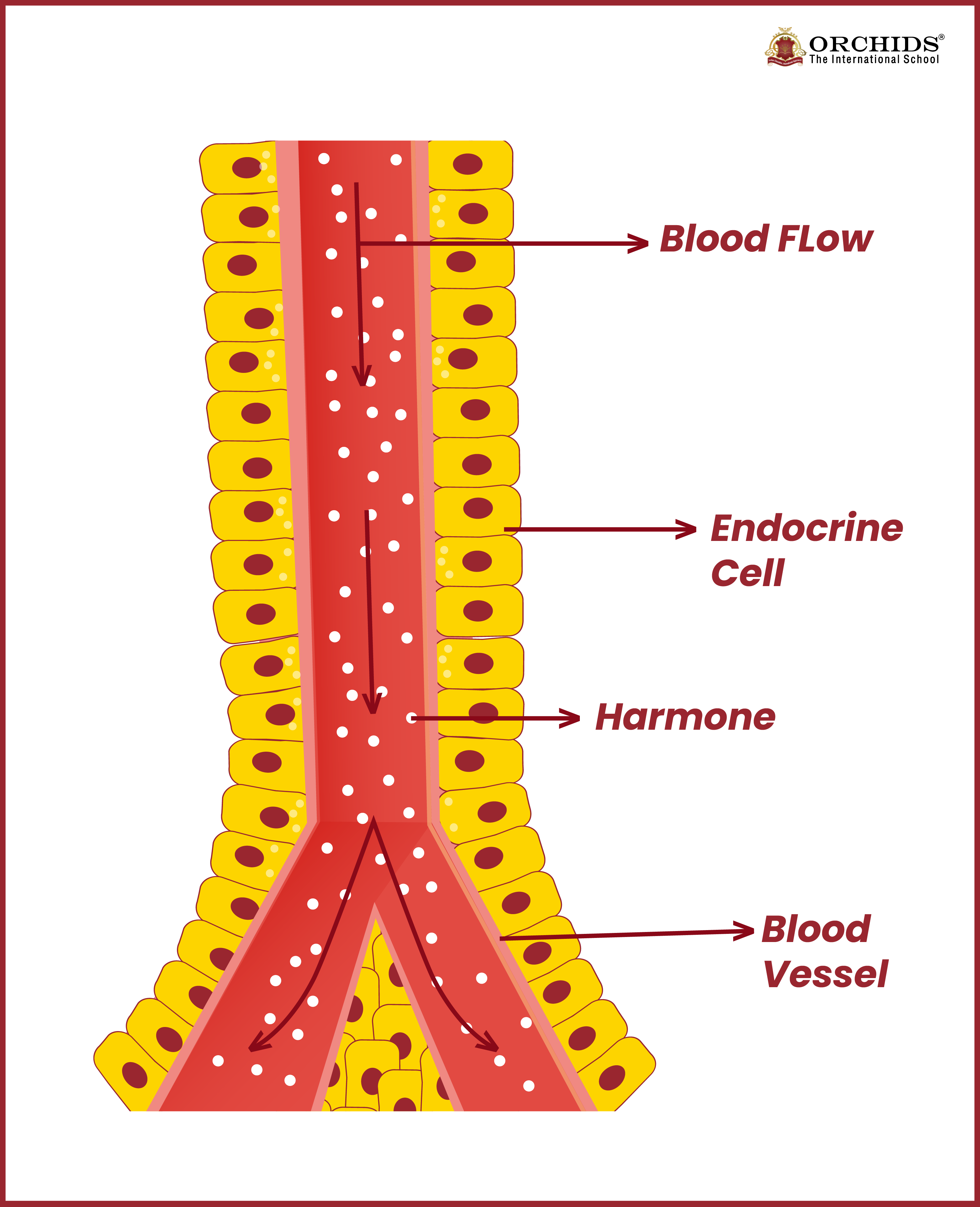 <p>Secrete molecules, (usually hormones) directly into the blood stream. i.e. pancreatic and thymus glands</p><ul><li><p>secrete into a capillary (bloodstream)</p></li></ul><p></p>