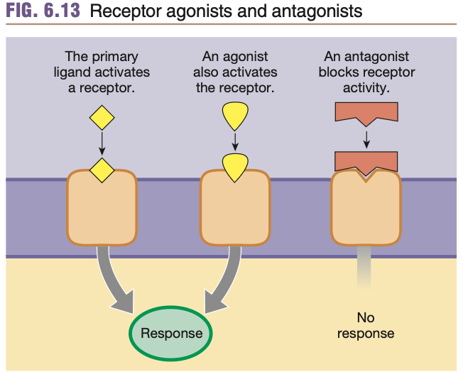 <p><strong><mark data-color="blue" style="background-color: blue; color: inherit;">Competition</mark></strong>: Multiple <strong><u>ligands</u></strong> can bind to a <strong><u>single receptor type</u></strong></p><ul><li><p><em>Primary ligand:</em> <strong>Original</strong> signal molecule that <strong>activates</strong> receptor</p></li><li><p><em>Agonist ligand: </em>Additional signal molecule that <strong>also activates</strong> receptor</p></li><li><p><em>Antagonist ligand: </em>Signal molecule that also <strong>deactivates</strong> receptor</p></li></ul><p></p>
