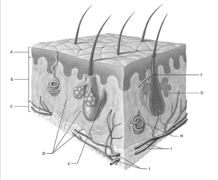 <p><strong>Lamellated (Pacinian) corpuscles are situated in this skin layer</strong></p>