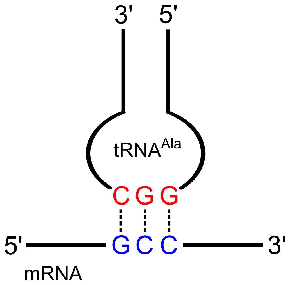 <p>Ribosome binds to the start codon on mRNA. tRNA matches anticodon to codon, bringing specific AMINO ACIDS TO RIBOSOMES. Growing amino acid chain folds into unique functional protein shape</p>