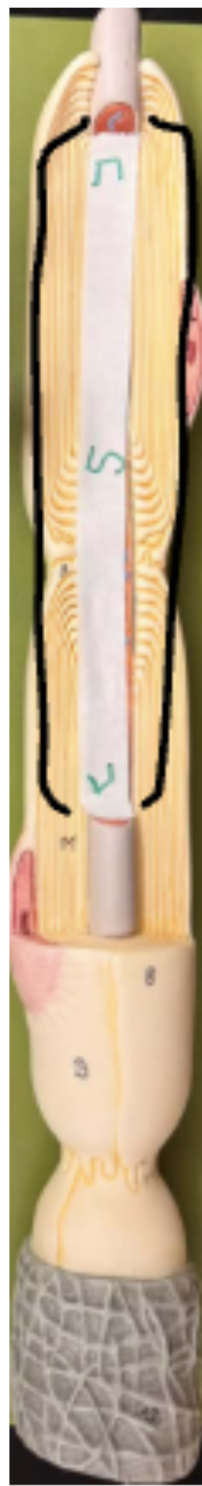 <p>5</p>