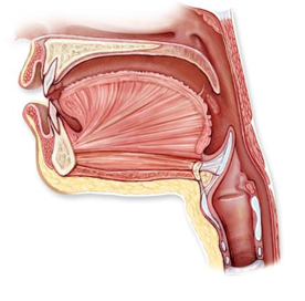 <p>continuous posteriorly with oropharynx, nonkeratinized stratified squamous epithelium, includes palate, teeth, tongue, salivary glands</p>