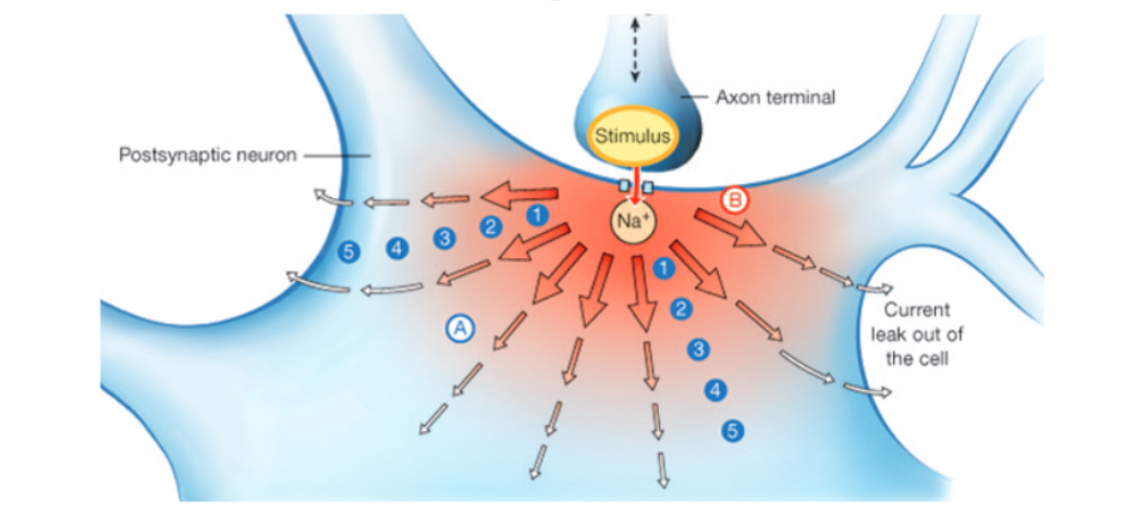 <p>Graded potentials</p>