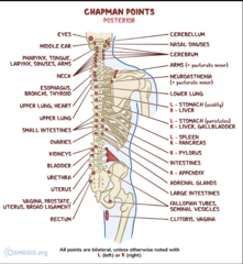 <p>L2-L4 Transverse Processes</p>
