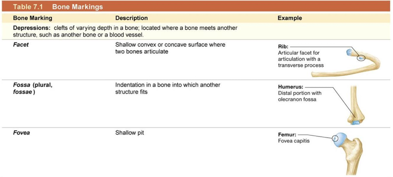 <p>pathways for vessels and nerves, also places where bones meet (articulate)</p><ul><li><p><strong>Facet</strong> (convex or concave, where two bones articulate)</p></li><li><p><strong>Fossa</strong> (deeper depression, can fit another bone)</p></li><li><p><strong>Fovea</strong> (shallow pit)</p></li><li><p><strong>Groove</strong></p></li></ul><p></p>