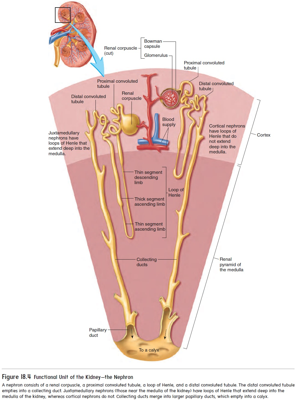 <p>urinary system</p>