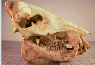 <p>Dicotyles tajacu</p>