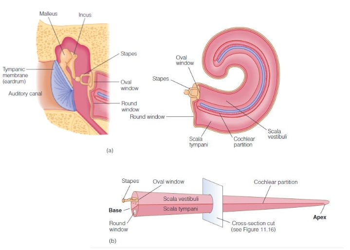 <p>In reality, uncoiled cochlea is a cylinder 2mm in diameter and 35mm long.​</p>