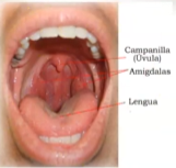 <p>Amígdalas</p>