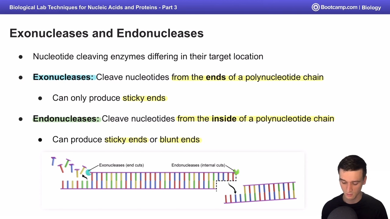 <p>nucleotide cleaving enzymes that cleave from the ends of a polynulceotide chain </p>