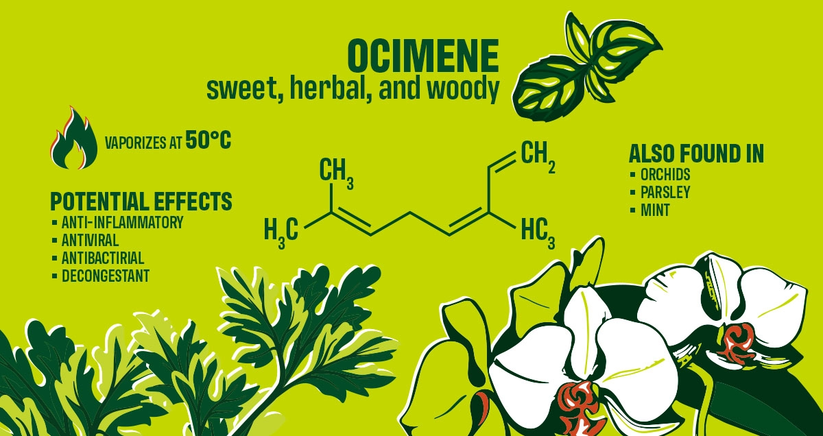 <p>Ocimene (terpene)</p>