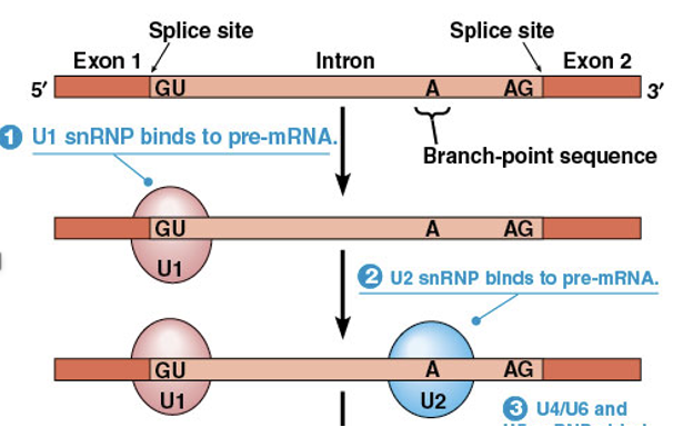 <ul><li><p><span>Spliceosomes are assembled by <strong>sequential binding of snRNPs to pre-mRNA</strong></span></p></li><li><p><span>The first step is the <strong>binding of a snRNP called U</strong>1, which contains an RNA that can base-pair with the 5′ splice site</span></p></li><li><p><span>A <strong>second snRNP called U2 binds to the branch-point sequence</strong></span></p></li></ul><p></p>