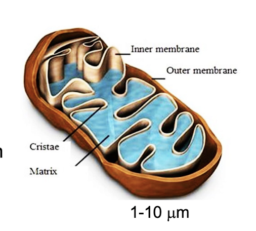 <ul><li><p>present in nearly all eukaryotic cells</p></li><li><p>primary function to generate large quantities of energy in form of ATP</p></li><li><p>contains smooth double membrane (outer membrane and inner membrane folded into cristae (large surface area for enzymes))</p></li><li><p>inner membrane made out of inter membrane space and mitochondrial matrix</p></li></ul><p></p>
