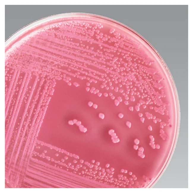 <p>MacConkey Agar (MAC)</p>