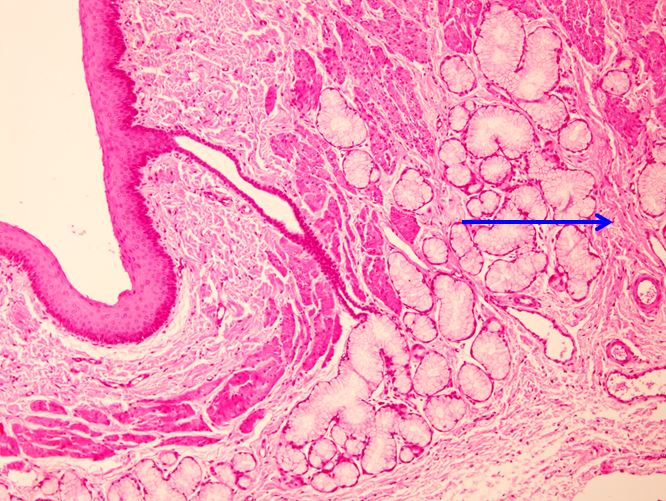 <p>Tầng gì ? - Tiêu bản gì ?</p>