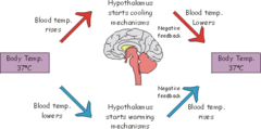 <p>homeostatic control mechanism that shuts off original effect of stimuli or reduces intensity.</p>