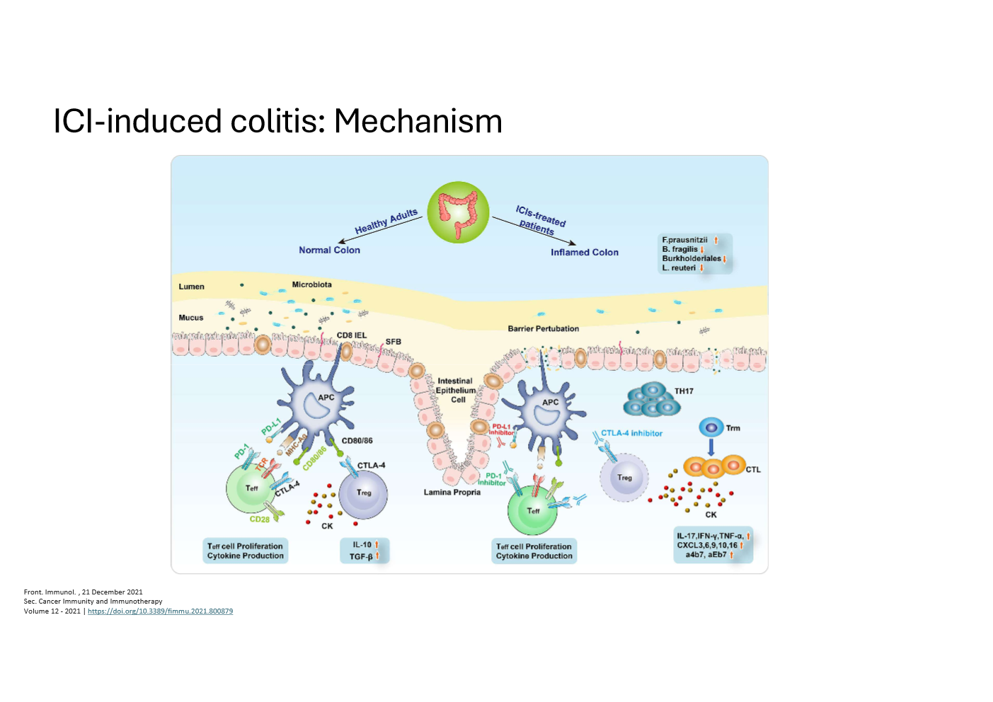 <p>What is the mechanism of ICI‑induced colitis?<br></p>