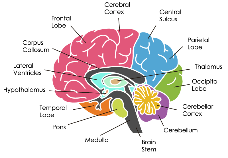 <ul><li><p class="Paragraph WhiteSpaceCollapse SCXP247182194 BCX0" style="text-align: left;"><span>Pyramidal</span><span style="line-height: 0px;"></span></p><ul><li><p class="Paragraph WhiteSpaceCollapse SCXP247182194 BCX0" style="text-align: left;"><span>Cerebral cortex</span><span style="line-height: 0px;"></span></p></li></ul></li></ul><p></p>