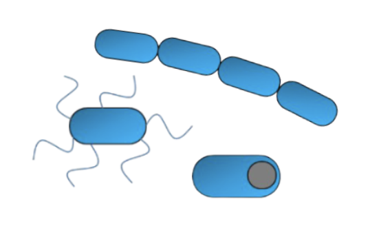 <p>What is the <strong>Bacterial Morphology</strong> for this image?</p>